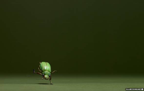 beetle musician предпросмотр
